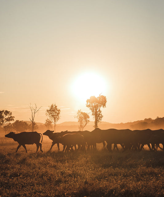 Top End Tales: The Grit & Glory of Annaburroo Station