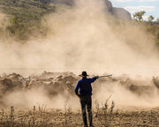 Mustering Cattle